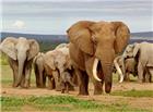 非洲象群图片