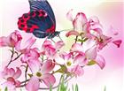 粉色热带花朵蝴蝶图片