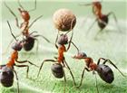 蚂蚁搬东西图片
