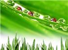 绿叶水珠瓢虫图片