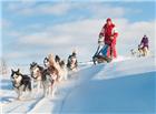 高清大图雪橇犬图片
