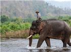 渡河的大象图片