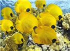 海底黄色鱼群图片