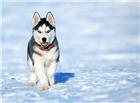 雪橇犬图片