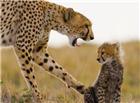 非洲野生猎豹图片
