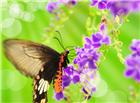 紫色花朵与蝴蝶图片