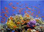 珊瑚礁鱼群图片