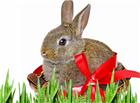 草丛可爱小兔子图片