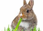 吃草的兔子图片