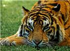 草地趴着的老虎图片