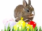 复活节彩蛋兔子图片
