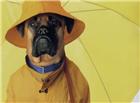 撑着黄色雨伞的狗狗图片