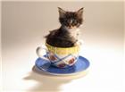 茶杯猫图片