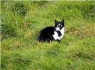 草地家养可爱小猫图片
