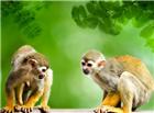 亚马逊猴子图片