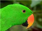 翠绿色鹦鹉图片