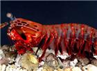 螳螂虾图片