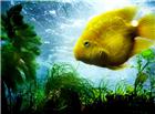 黄色海鱼水草图片