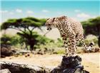 非洲豹高清大图图片
