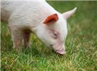 白色小猪觅食图片
