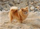 沙地狐狸狗图片