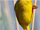 黄色小鸟图片