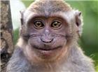 露出笑脸的小猕猴图片