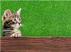 可爱木板小猫咪图片