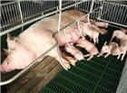 母猪哺乳小猪崽图片