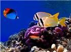 海底珊瑚和游动的鱼图片