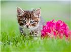 草地可爱猫咪图片