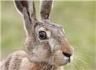 竖起耳朵的灰色兔子图片