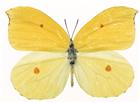 黄色蝴蝶标本图片