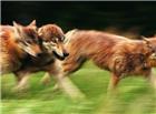 草地奔跑的狼群图片