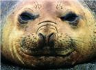 成年海狮面部图片