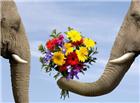 大象献花图片