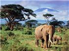 原始森林野生大象图片