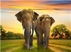 森林草地散步的大象图片