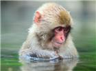 河水中露出脑袋的猴子图片