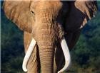 高清大图非洲大象图片