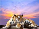 黄昏下的老虎图片