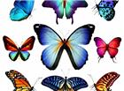 五彩斑斓的蝴蝶图片