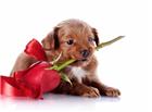 可爱狗狗叼着玫瑰花图片