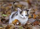 站在落叶堆里的萌猫图片
