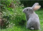 草地觅食的灰兔图片