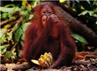大猩猩吃香蕉图片