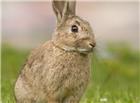站立在草地上的灰兔图片
