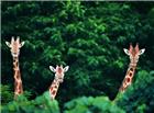 树林中的三只长颈鹿图片