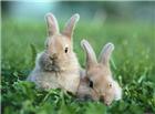 两只可爱的灰兔子图片