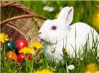 草地可爱小白兔图片